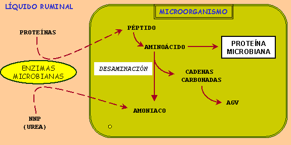 La digestión en rumiantes. Carlos Solís G. : Digestion de proteínas en ...